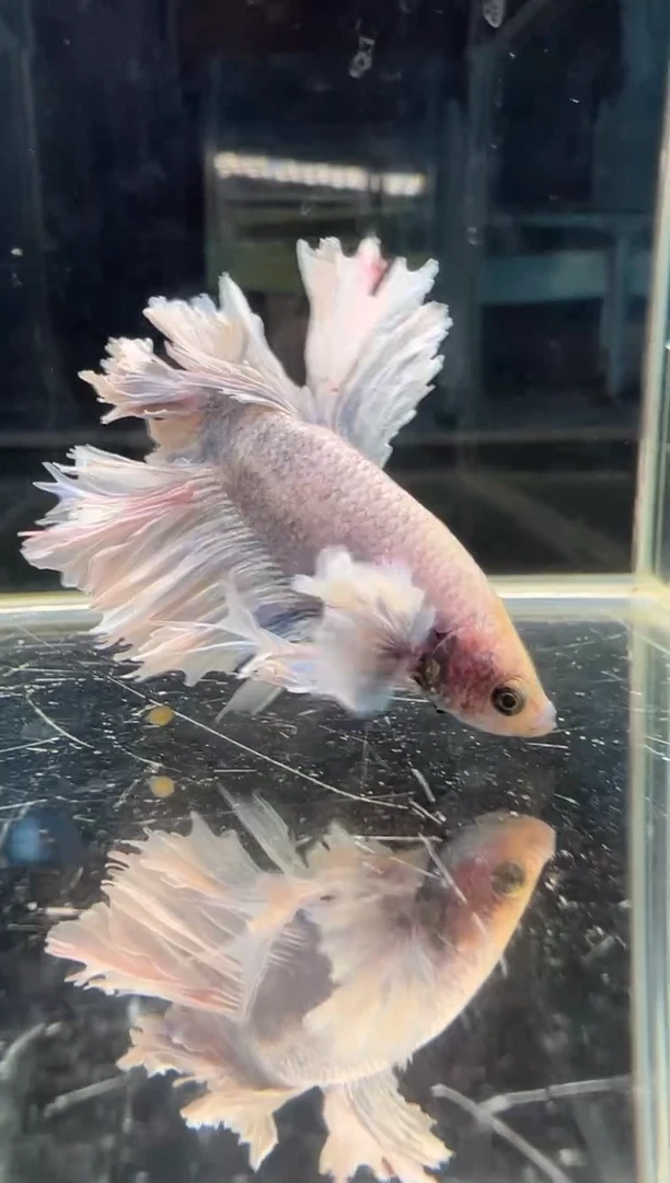 斗鱼绣球大耳朵斗鱼