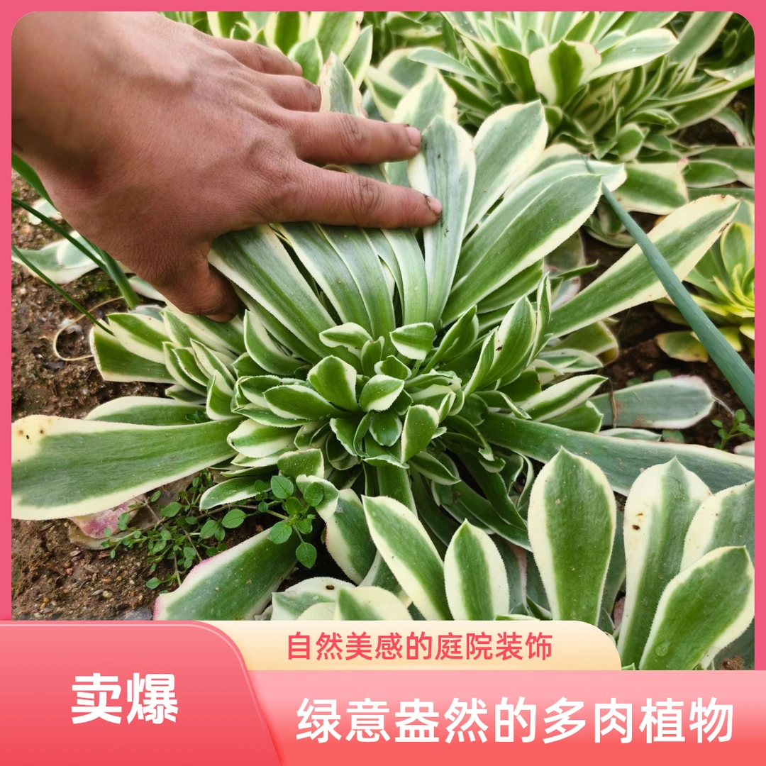 多肉植物法师雨花石包邮盆栽绿植好养净化空气好养活法师