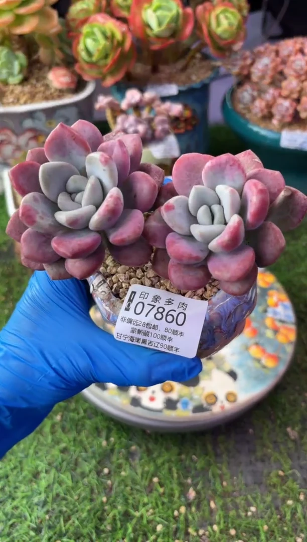 昆明印象多肉07860