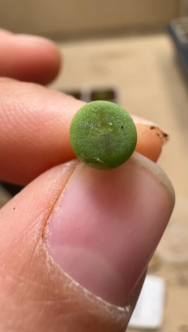 【闪购商品】1/21-107