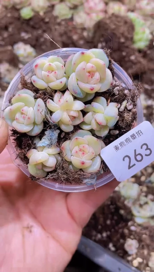 【闪购商品】263甜心