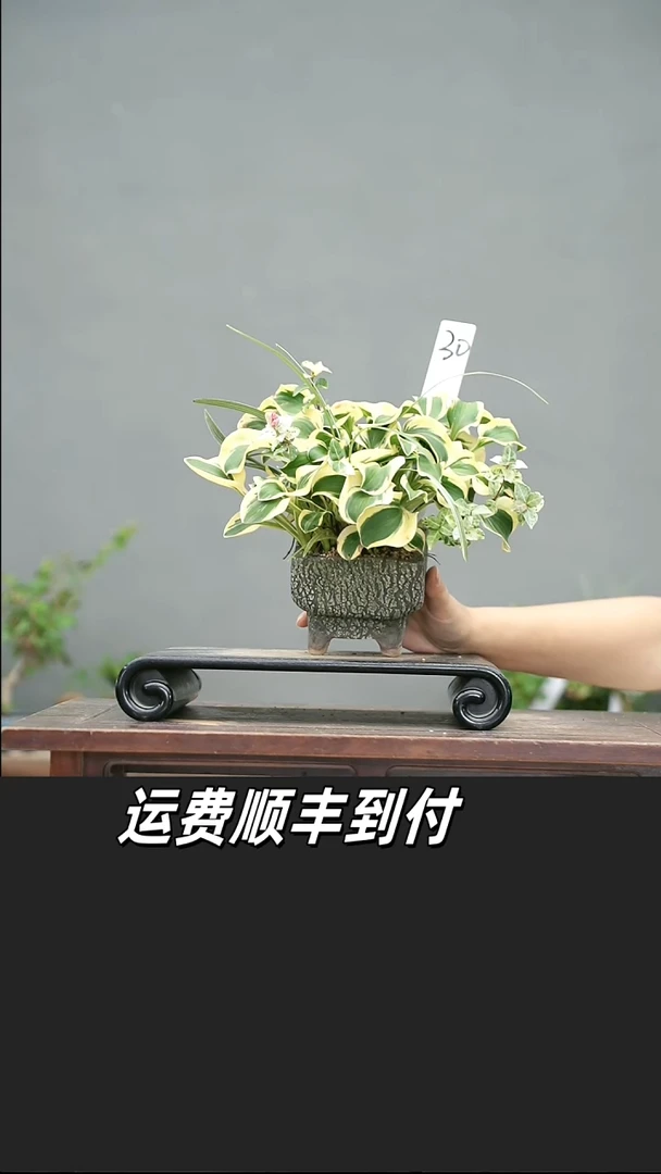 飞*30