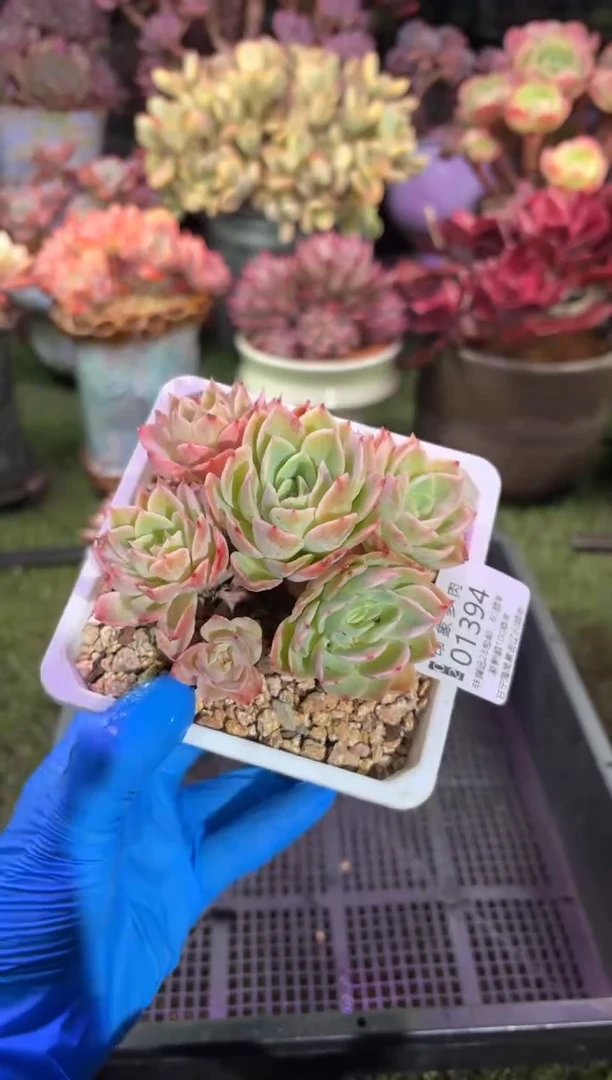 【闪购商品】01394