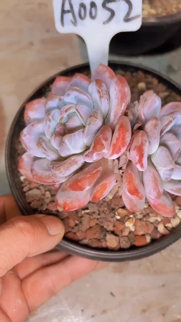 菲**呀A0052星影一物一拍