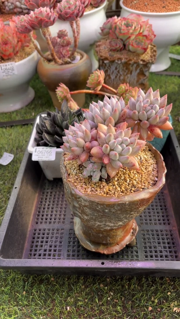 【闪购商品】06767