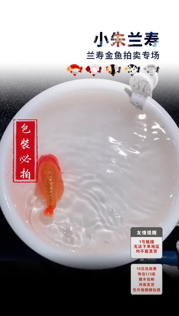 金鱼包装必拍未拍顺丰到付37号