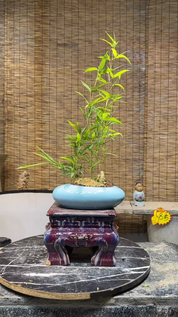 隆西园艺- 盆景盆景