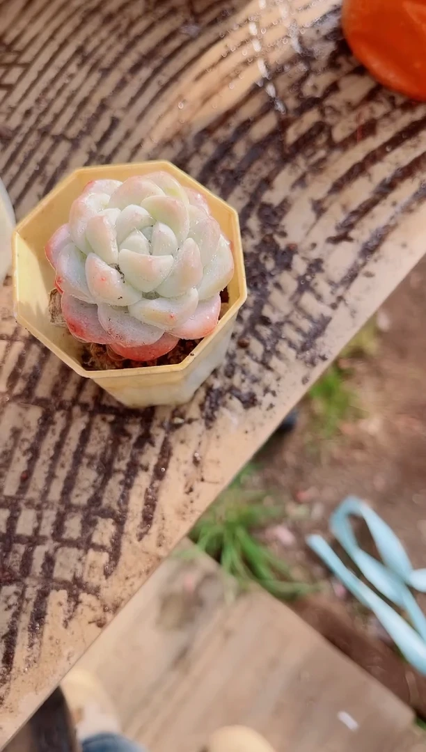 夏**气跃跃精品多肉04102