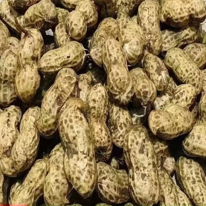 【中国供销】鲜花生