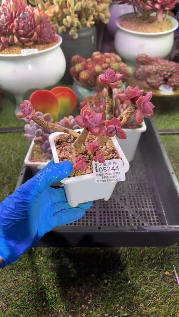 【闪购商品】05244