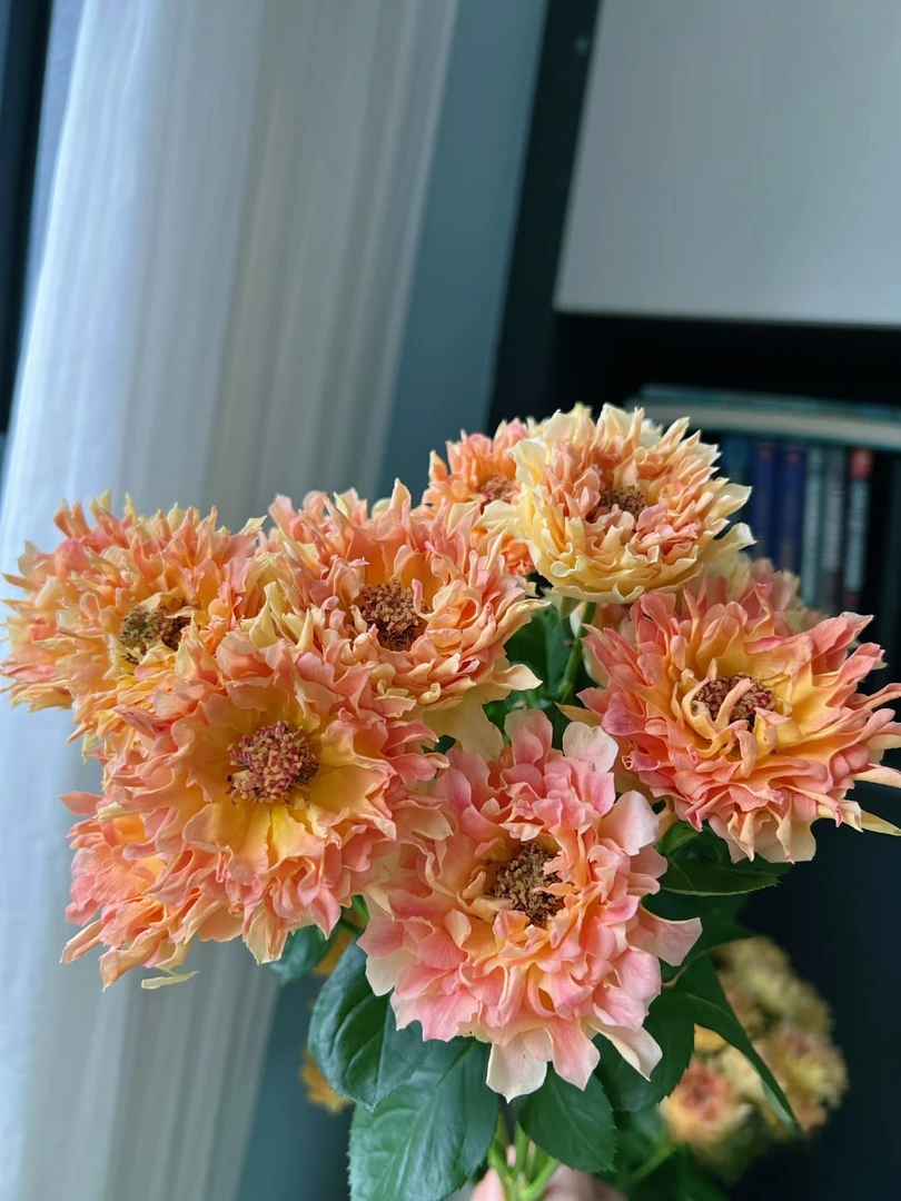 两单包邮！多头【黄海葵】玫瑰