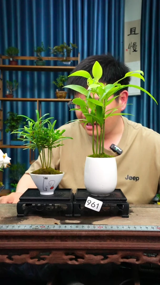 无花朵苔藓微景观961号