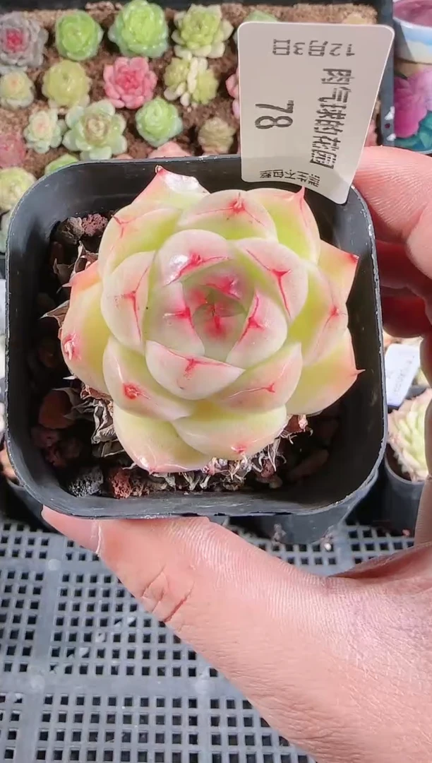 1203-78多肉群生不包整