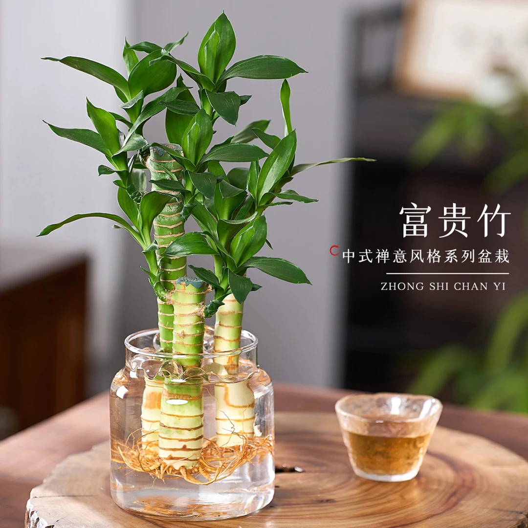 水培植物富贵竹盆栽室内客厅办公室书房桌面招财节节高花卉小绿植