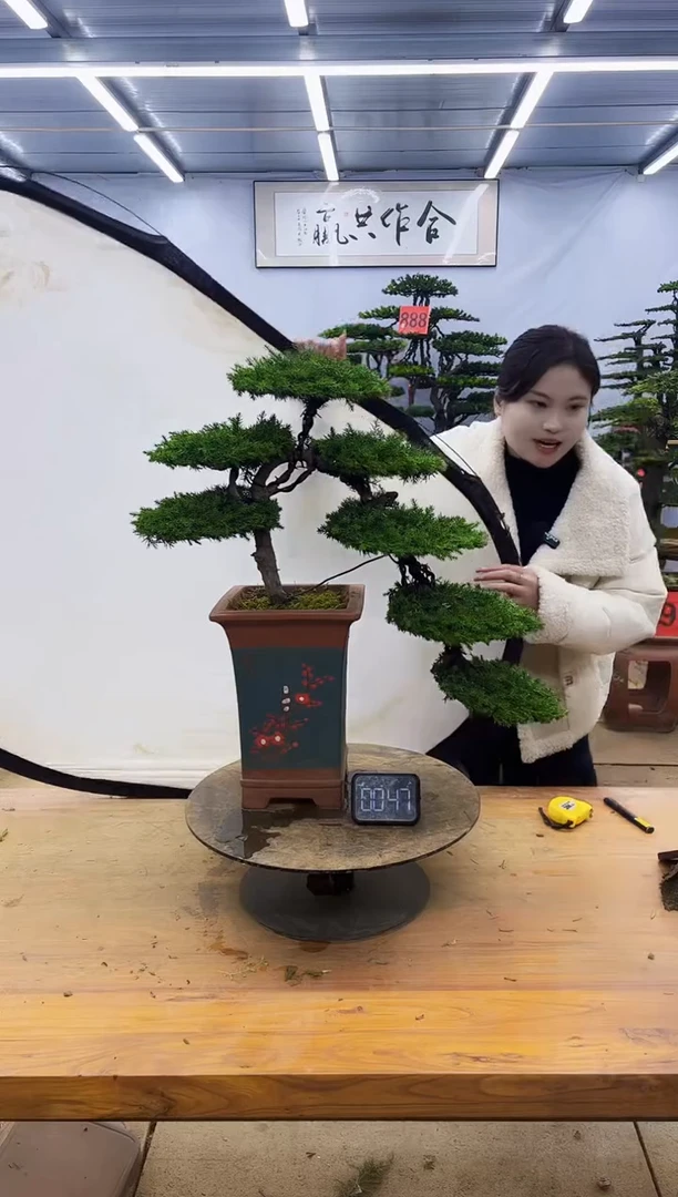 【闪购商品】高端盆景一物一拍，所见即所得