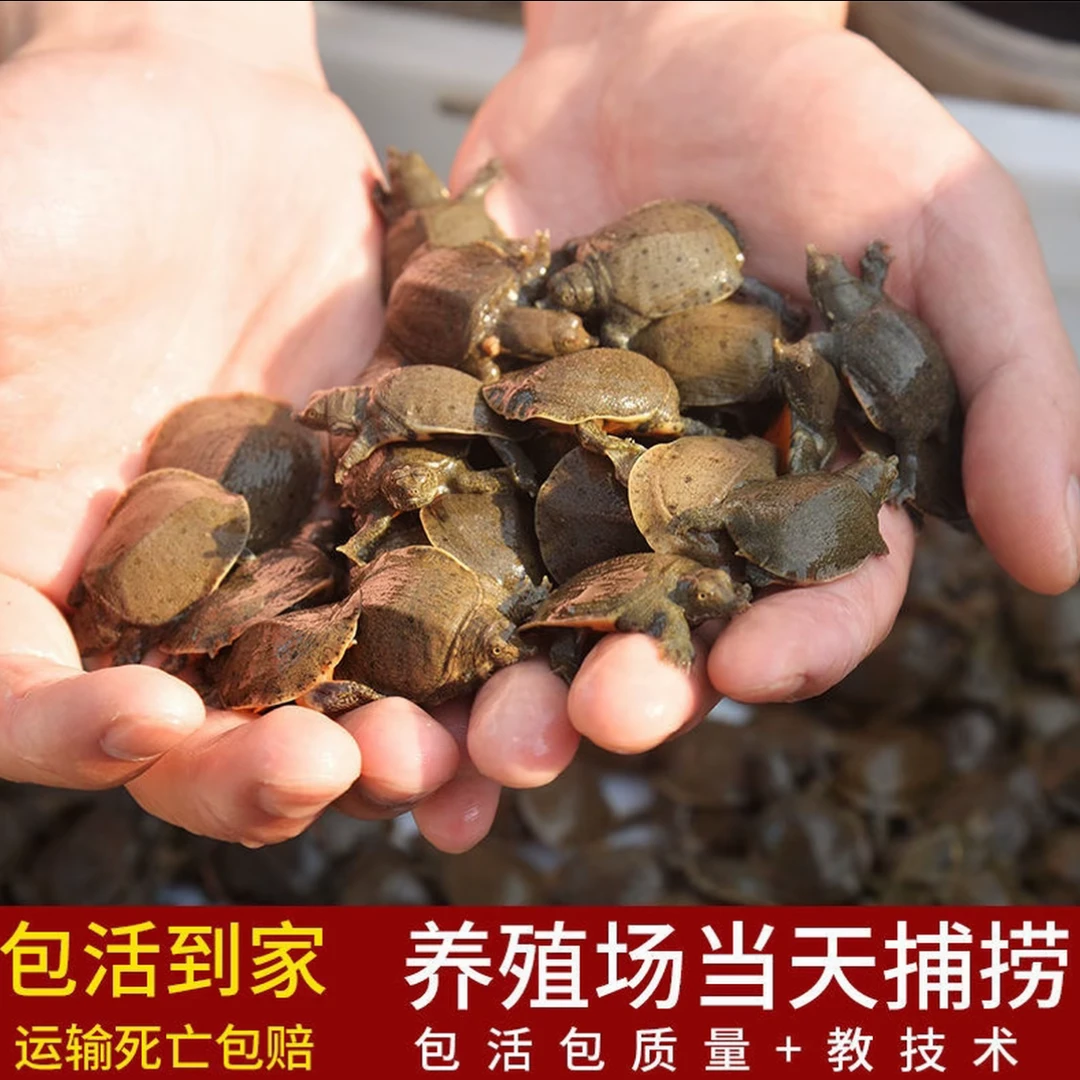 【2025出壳苗】外塘冷水甲鱼苗2-4克鱼塘水库水鱼团鱼生态送饲料