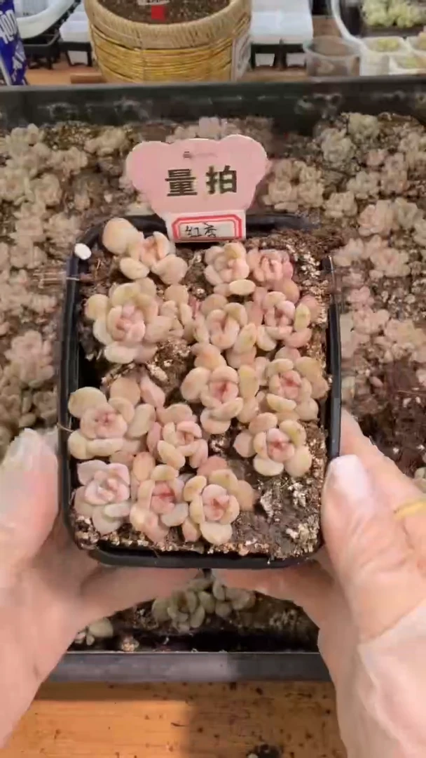 红恋 切糕1盒 量拍混发