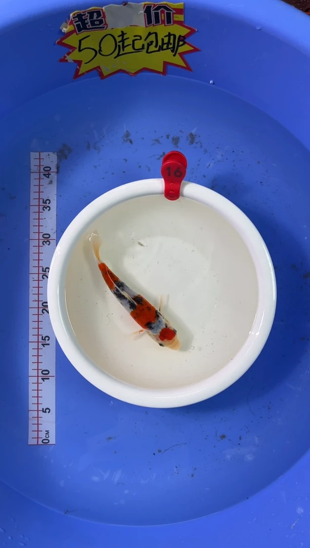 锦鲤活体二号链接