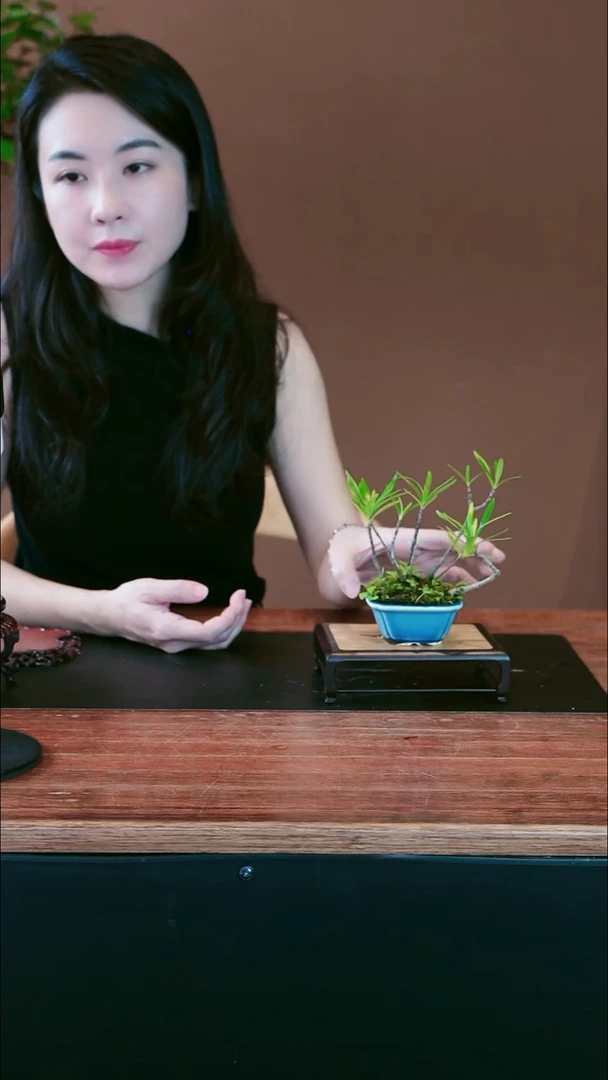 无花朵栀子花盆景盆景盆景