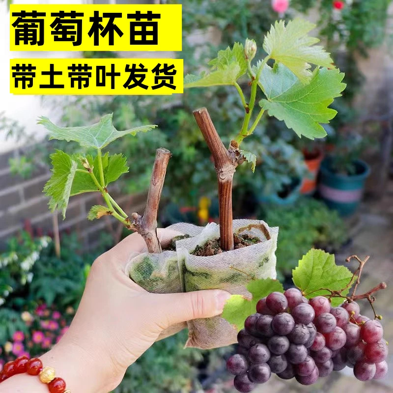 带叶杯苗葡萄树苗盆栽巨峰户太八号寒香蜜阳光玫瑰葡萄苗带土果苗