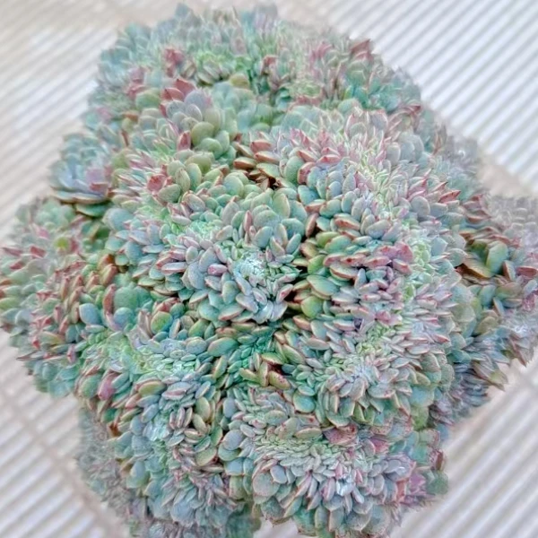纸风车缀  黄大锤多肉阳台露台植物栽种养护