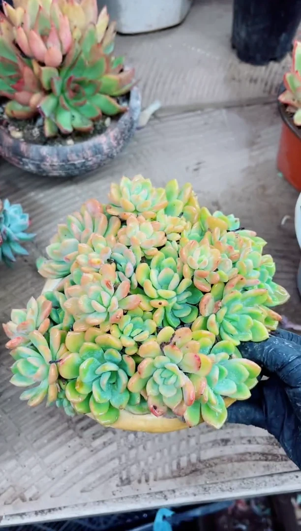 晓****️06103多肉植物一物一拍