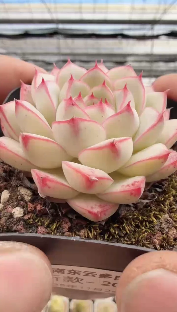 东云多肉园新款-204