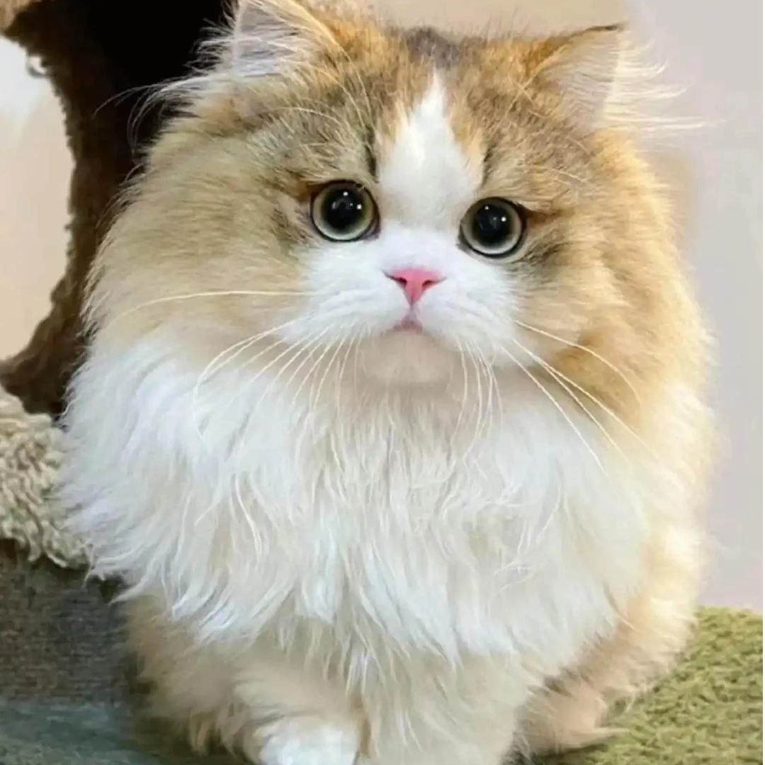 【佳姐有猫】精品猫咪