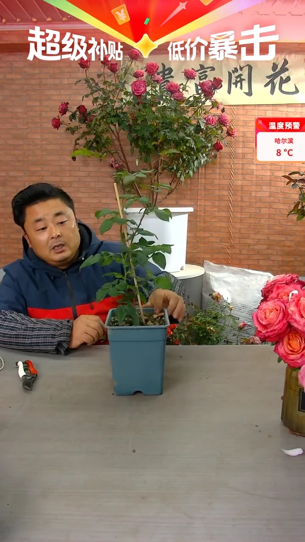 当前无花朵，栽培后可花朵玉环鸣