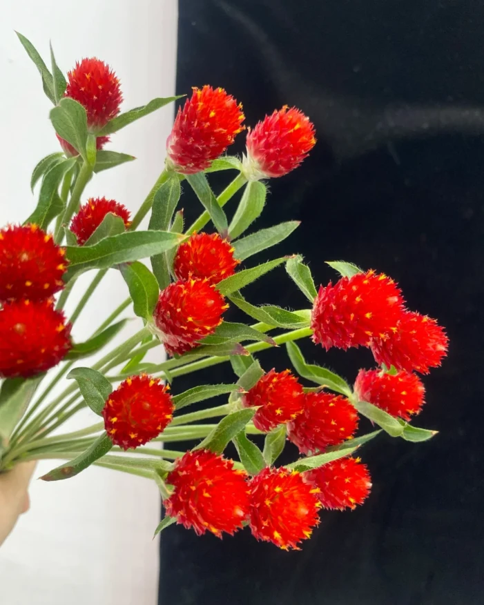 【千日红】高级小众稀有水培鲜花可做干花