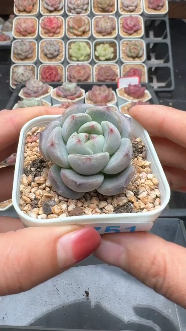 【闪购商品】751号珍妮多肉一物一拍3单包邮