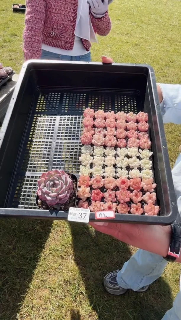 东云多肉园新款-37
