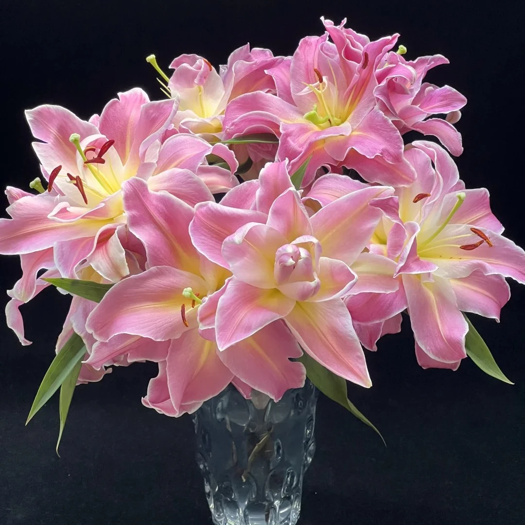 【源头优选】彩虹糖重瓣百合 任意2单鲜花包邮 发货后不支持退款