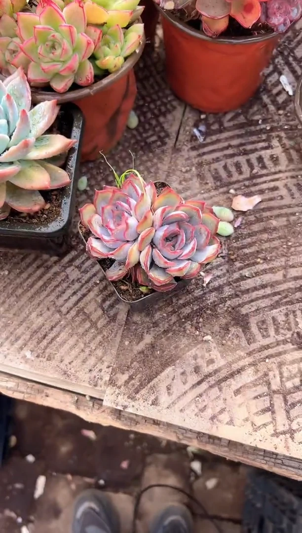 小****呼多肉植物一物一拍24209