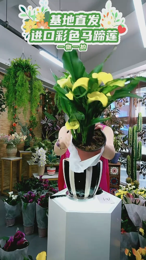 大量花朵（建议范围：8朵-15朵 或40%以上）101号福利款黄色马蹄莲