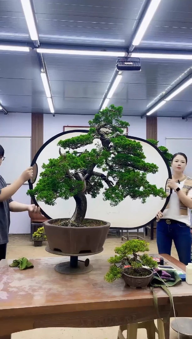 无花朵海*牛0000000000