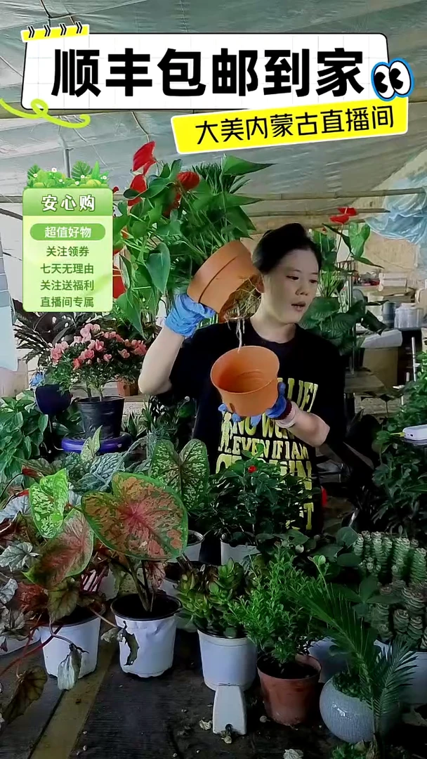 完全开放水培红掌大盆顺丰包邮