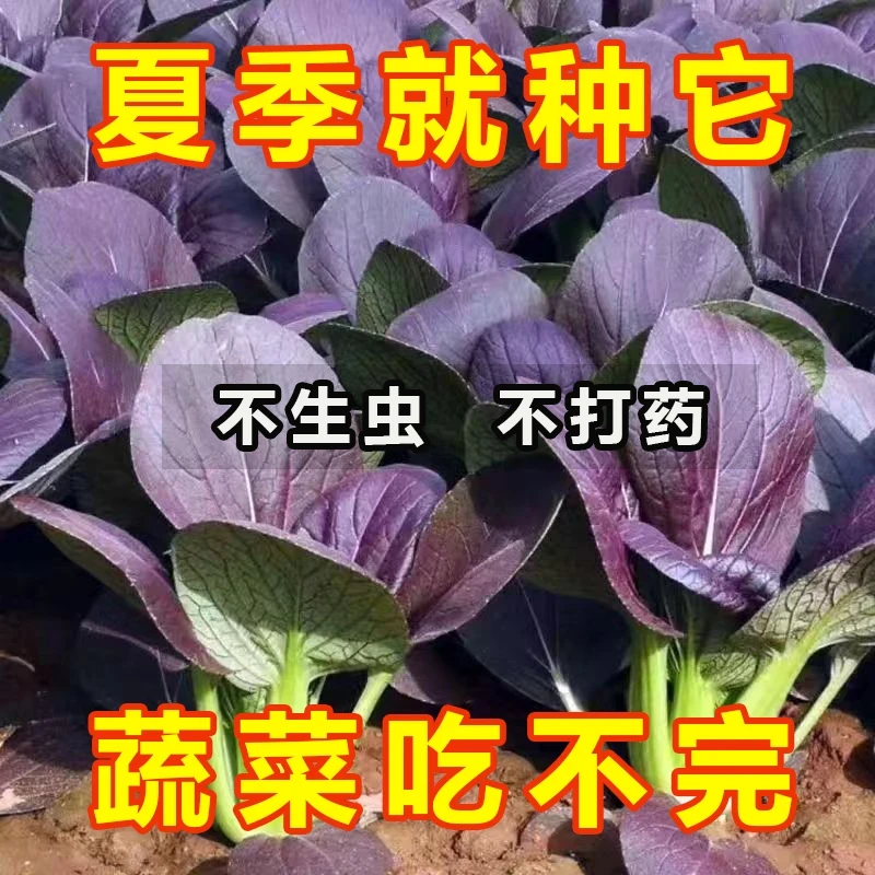 (拍2发3)紫罗兰小青菜种子上海青春夏季耐热种籽四季盆栽蔬菜种孑