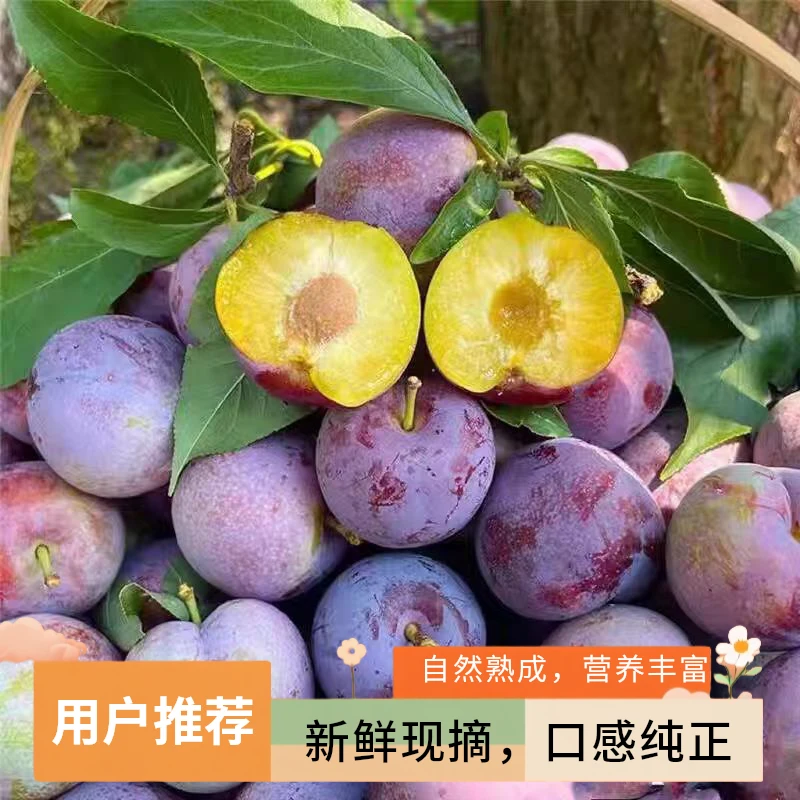 湘西五月脆凤凰李新鲜现摘脆甜多汁应季水果