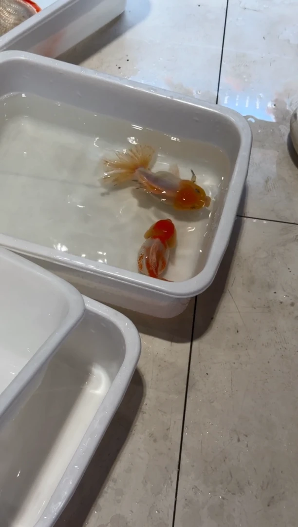 海水宋先森直播主安排159两条包邮