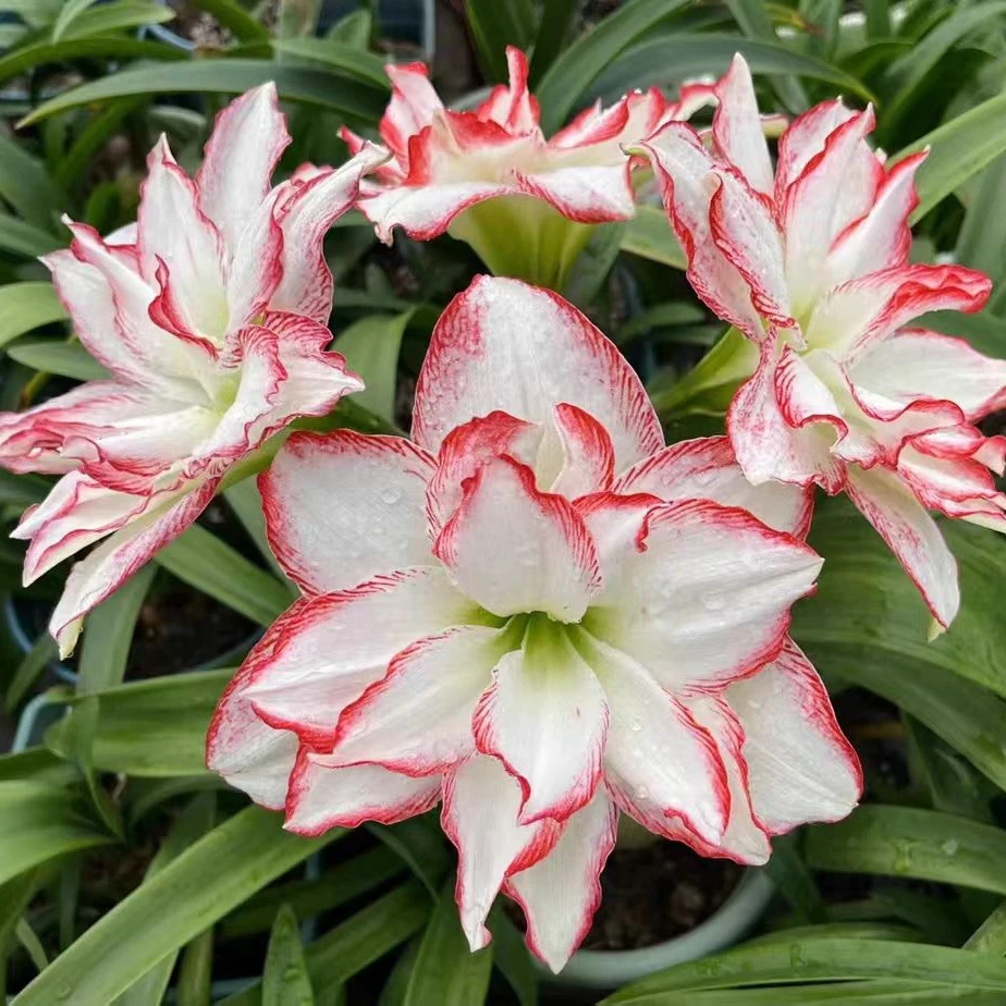 【海潮之声】重瓣朱顶红 现挖自然球 现货