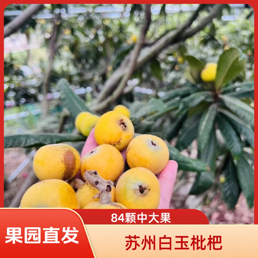 苏州白玉枇杷鲜果现摘当季水果原产地直发