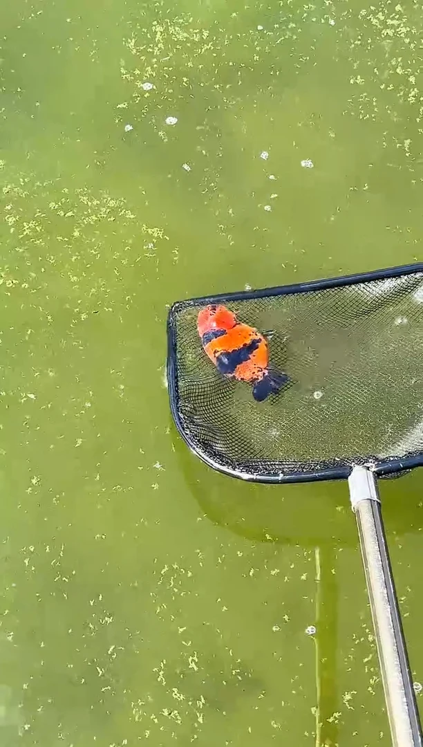 金鱼j***、水娃娃渔场观赏鱼金鱼 不包邮