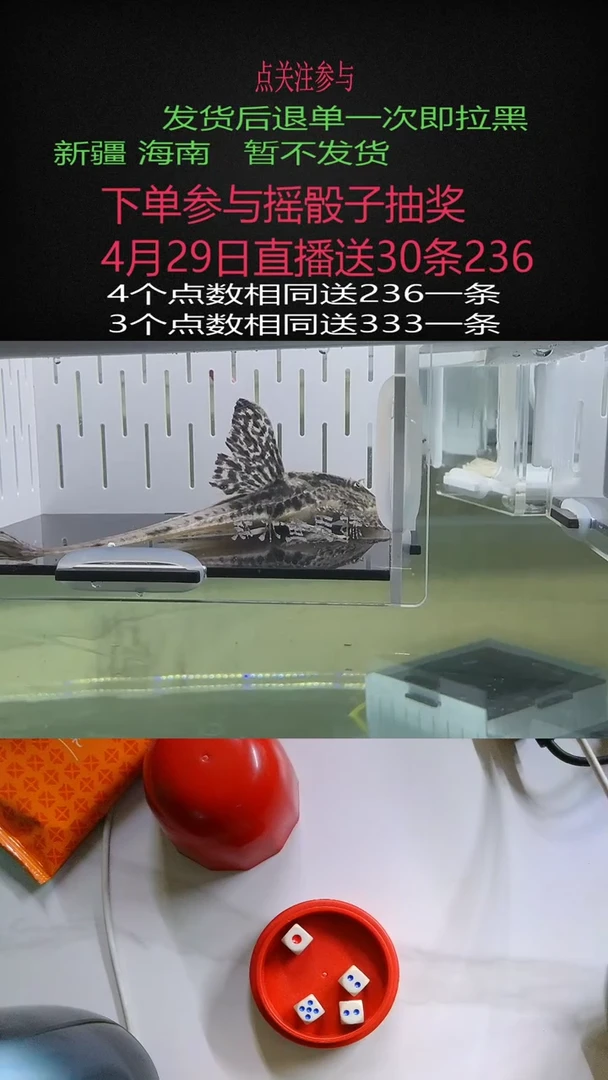 清道夫不包入缸损1