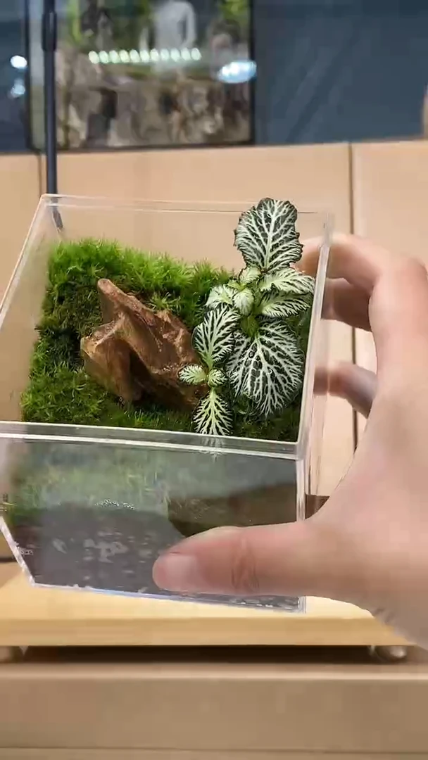 【闪购商品】孤品绿色网纹草