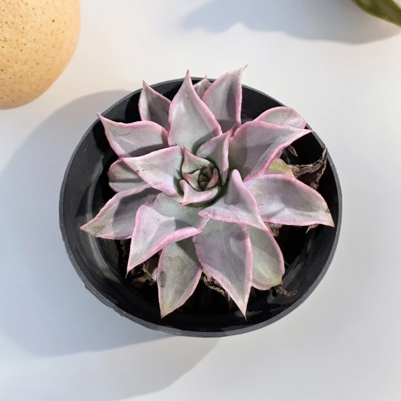 (满15包邮) 白饺子皮 脱土  新手好养 以直播展示为准