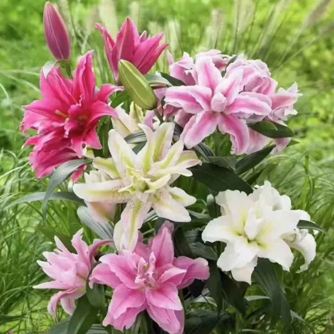 精选荷兰进口香水百合种球室内外四季种植耐寒耐热百合花成活带芽