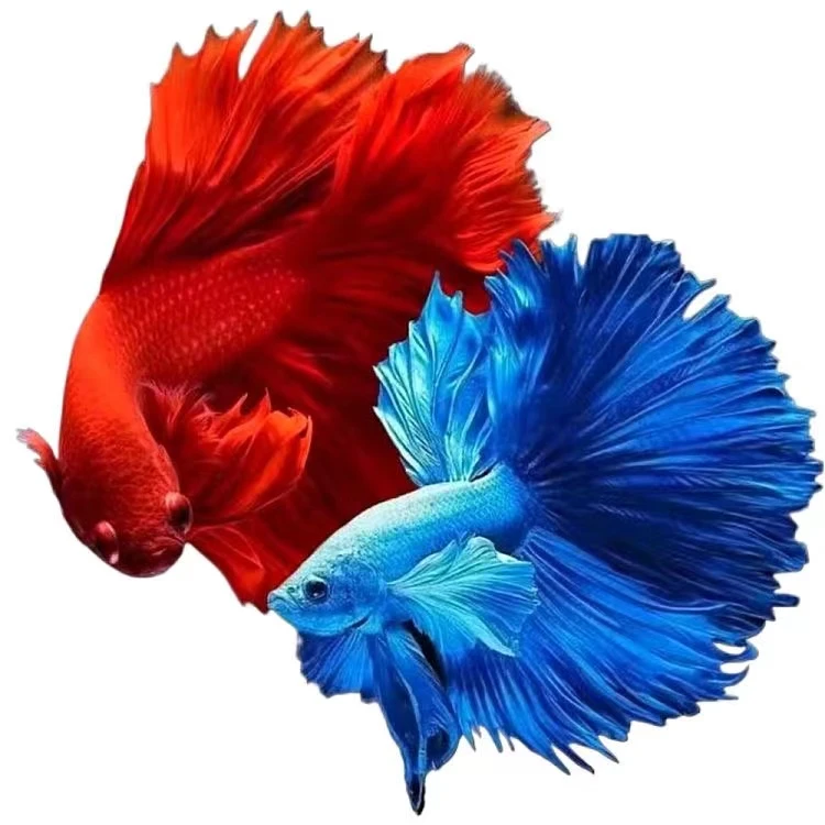 A(151-A180)精品泰国斗鱼小型热带观赏鱼耐活（直播间选鱼）