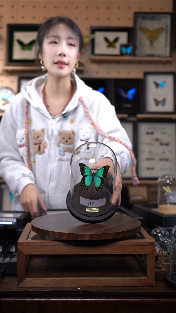 五班翠凤蝶玻璃罩款b5