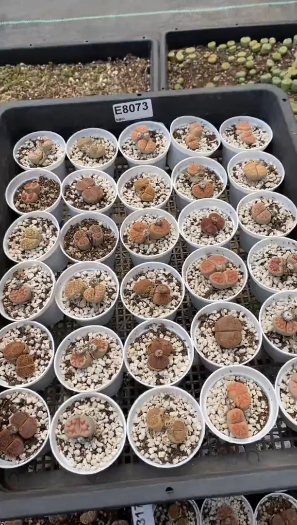 8073开播福利一物一拍